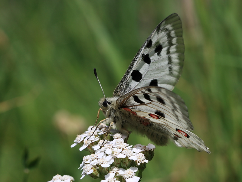 Farfalla da identificare - Parnassius apollo